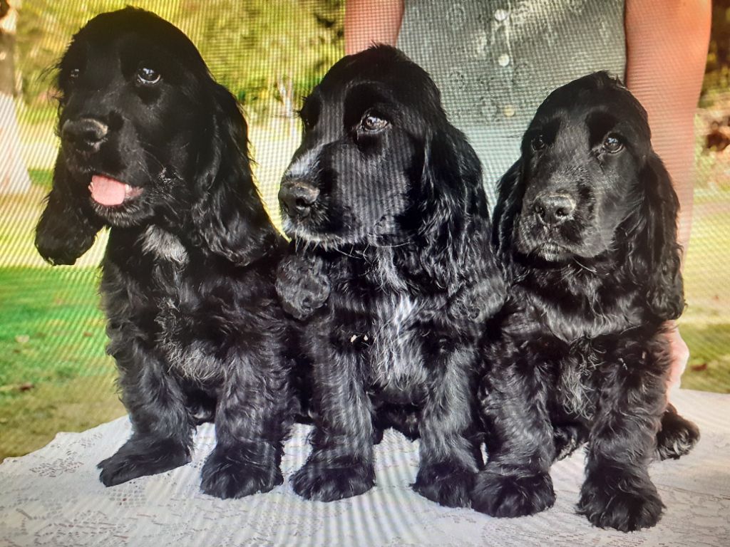 Chiot Cocker Spaniel Anglais Du Moulin Du Monteillard